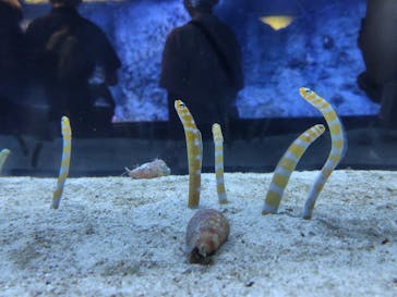 すみだ水族館に投稿された画像（2025/8/3）