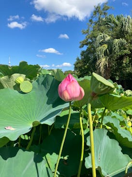 恩賜上野動物園に投稿された画像（2025/8/3）