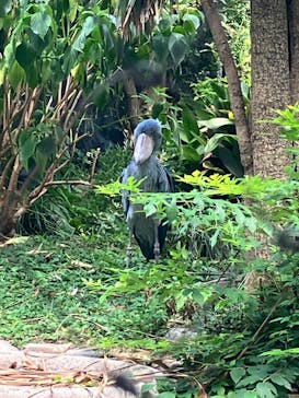 恩賜上野動物園に投稿された画像（2025/8/3）