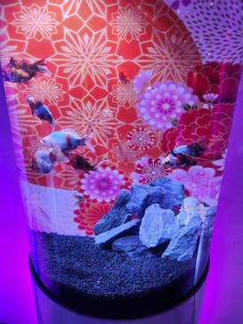 錦鯉・金魚アクアリウム in ときメッセに投稿された画像（2025/8/3）