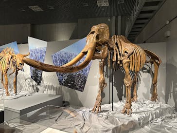 特別展「氷河期展 〜人類が見た4万年前の世界〜」（国立科学博物館）に投稿された画像（2025/8/3）