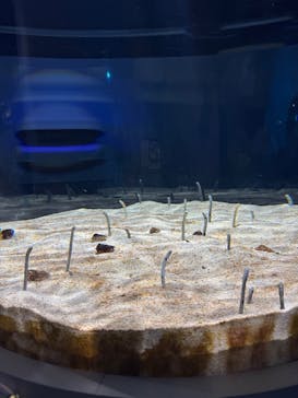 AQUARIUM × ART　atoa×KOBEとんぼ玉ミュージアムに投稿された画像（2025/8/3）