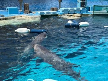名古屋港水族館に投稿された画像（2025/8/3）