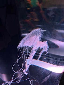 マクセル アクアパーク品川に投稿された画像（2025/8/3）