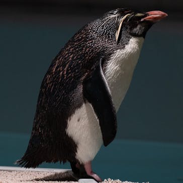 AOAO SAPPOROに投稿された画像（2025/8/3）