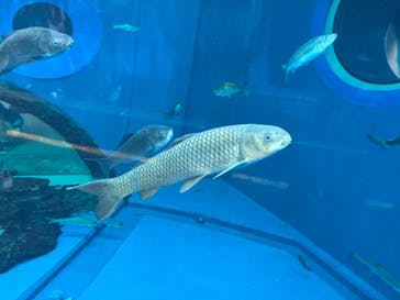 滋賀県立琵琶湖博物館に投稿された画像（2025/8/3）