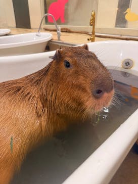 アニタッチアクアシティお台場に投稿された画像（2025/8/3）