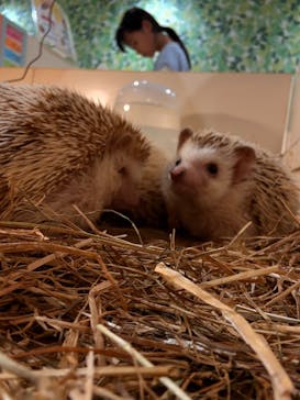 アニタッチアクアシティお台場に投稿された画像（2025/8/3）