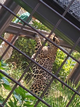 名古屋市東山動植物園に投稿された画像（2025/8/3）