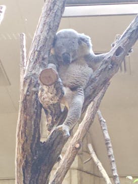 名古屋市東山動植物園に投稿された画像（2025/8/3）