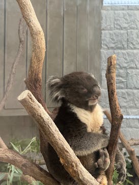 淡路ファームパーク イングランドの丘に投稿された画像（2025/8/3）