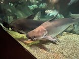 世界淡水魚園水族館　アクア・トトぎふに投稿された画像（2025/8/3）