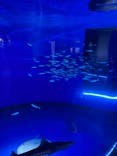 アクアワールド茨城県大洗水族館に投稿された画像（2025/8/3）