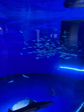 アクアワールド茨城県大洗水族館に投稿された画像（2025/8/3）