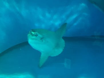 アクアワールド茨城県大洗水族館に投稿された画像（2025/8/3）