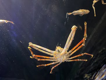 竹島水族館に投稿された画像（2025/8/3）