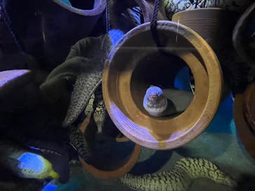 竹島水族館に投稿された画像（2025/8/3）