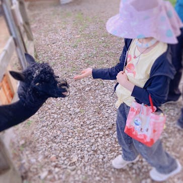 八ヶ岳アルパカ牧場に投稿された画像（2025/8/3）