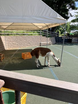 八ヶ岳アルパカ牧場に投稿された画像（2025/8/3）