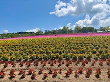 牧歌の里に投稿された画像（2025/8/3）
