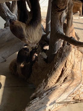 霞ケ浦 どうぶつとみんなのいえに投稿された画像（2025/8/3）