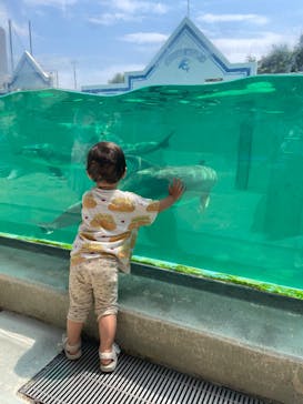 しながわ水族館に投稿された画像（2025/8/3）