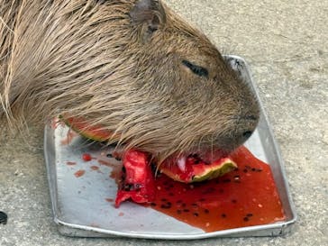 長崎バイオパークに投稿された画像（2025/8/3）