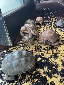 体感型動物園iZooに投稿された画像（2025/8/3）