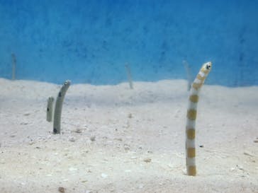 大分マリーンパレス水族館 「うみたまご」に投稿された画像（2025/8/3）