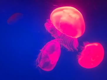 大分マリーンパレス水族館 「うみたまご」に投稿された画像（2025/8/3）