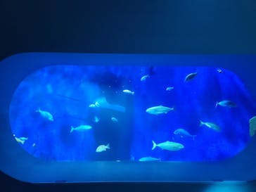 大分マリーンパレス水族館 「うみたまご」に投稿された画像（2025/8/3）