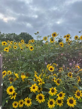 せんだい農業園芸センター　みどりの杜に投稿された画像（2025/8/3）