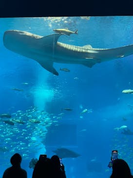 沖縄美ら海水族館に投稿された画像（2025/8/3）