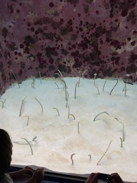 沖縄美ら海水族館に投稿された画像（2025/8/3）