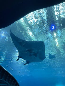 沖縄美ら海水族館に投稿された画像（2025/8/3）