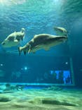 アクアワールド茨城県大洗水族館に投稿された画像（2025/8/3）
