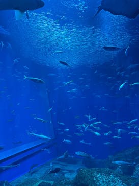 アクアワールド茨城県大洗水族館に投稿された画像（2025/8/3）