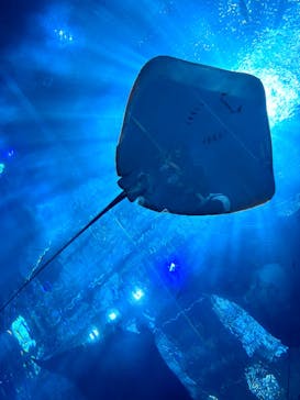 沖縄美ら海水族館に投稿された画像（2025/8/3）