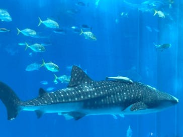 沖縄美ら海水族館に投稿された画像（2025/8/3）