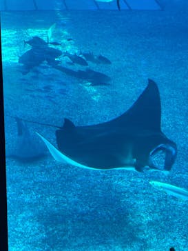 沖縄美ら海水族館に投稿された画像（2025/8/3）