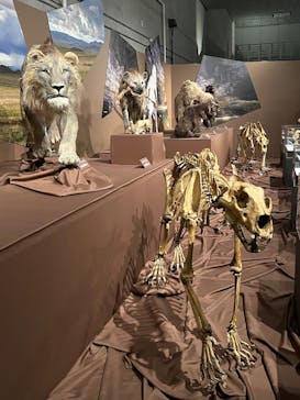 特別展「氷河期展 〜人類が見た4万年前の世界〜」（国立科学博物館）に投稿された画像（2025/8/3）