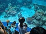 沖縄美ら海水族館に投稿された画像（2025/8/4）