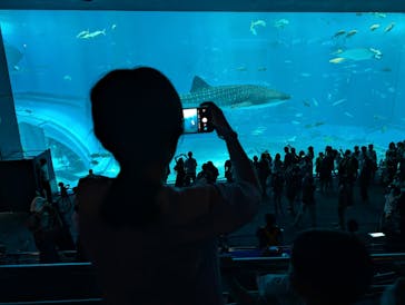 沖縄美ら海水族館に投稿された画像（2025/8/3）