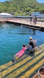 うみたま体験パーク 「つくみイルカ島」に投稿された画像（2025/8/4）