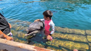 うみたま体験パーク 「つくみイルカ島」に投稿された画像（2025/8/3）