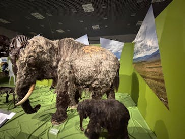 特別展「氷河期展 〜人類が見た4万年前の世界〜」（国立科学博物館）に投稿された画像（2025/8/3）