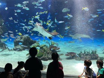 サンシャイン水族館に投稿された画像（2025/8/3）