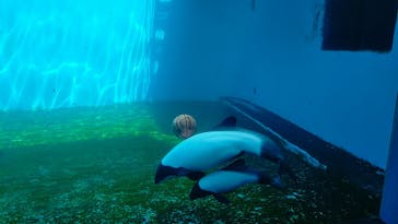 仙台うみの杜水族館に投稿された画像（2025/8/3）