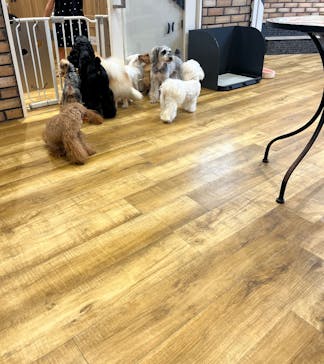 いぬカフェRio イオンモール常滑店に投稿された画像（2025/8/3）