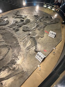 福井県立恐竜博物館に投稿された画像（2025/8/4）